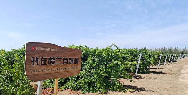 威尼斯官方网站新疆吐鲁番：小葡萄串起大财产(图1)